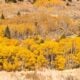 June Lake Fall Colors (10 28 26) Credit Samantha Lindberg Mammoth Lakes Tourism