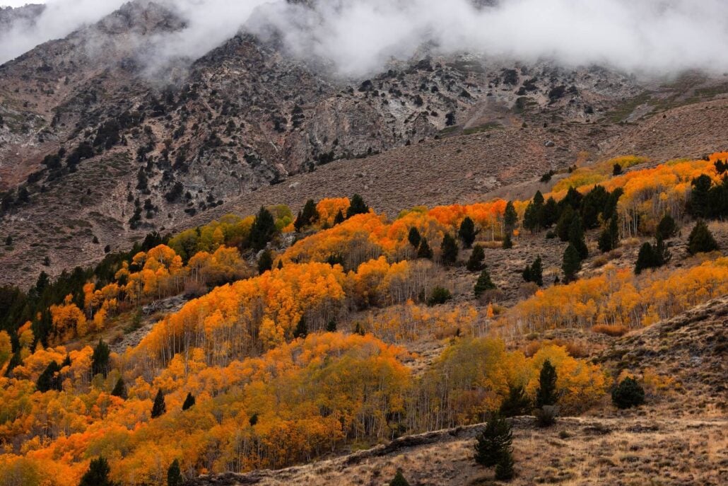 June Lake Loop (10 21 26) Photo Credit Samantha Lindberg Mammoth Lakes Toursim