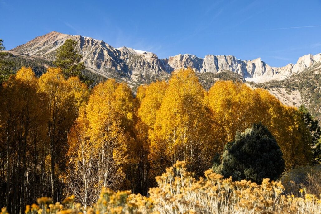 Lee Vining Fall Colors (10 28 26) Credit Samantha Lindberg Mammoth Lakes Tourism