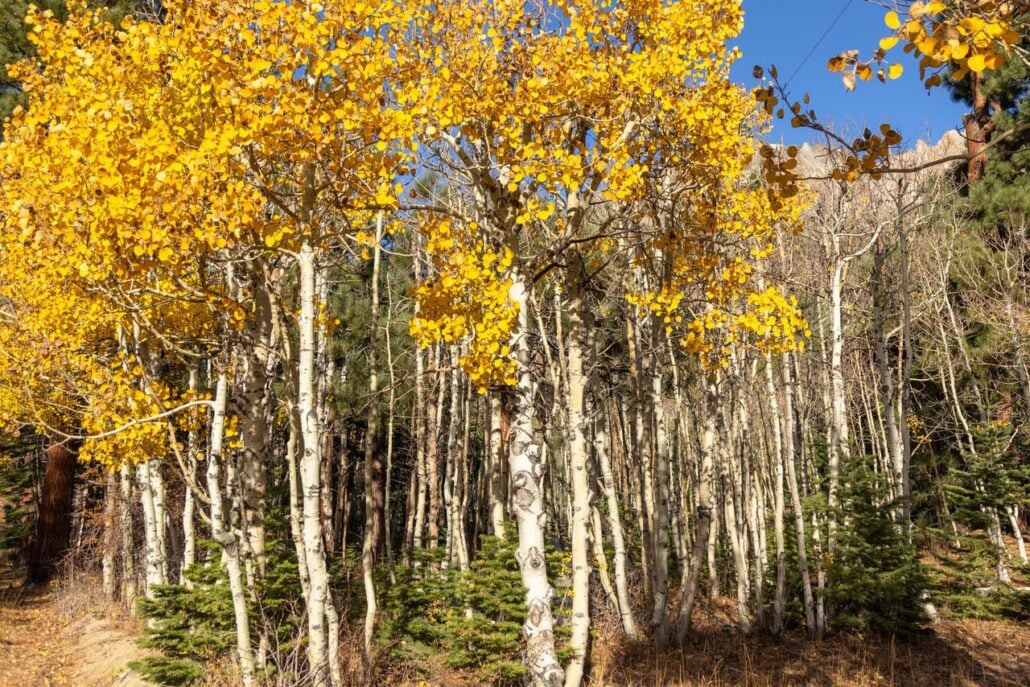 Lee Vining Fall Colors (10 28 26) Credit Samantha Lindberg Mammoth Lakes Tourism