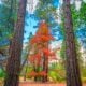 McGucken Yosemite Maple 55582016072 56f06cfa1e 6k