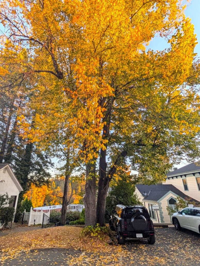 Nevada City