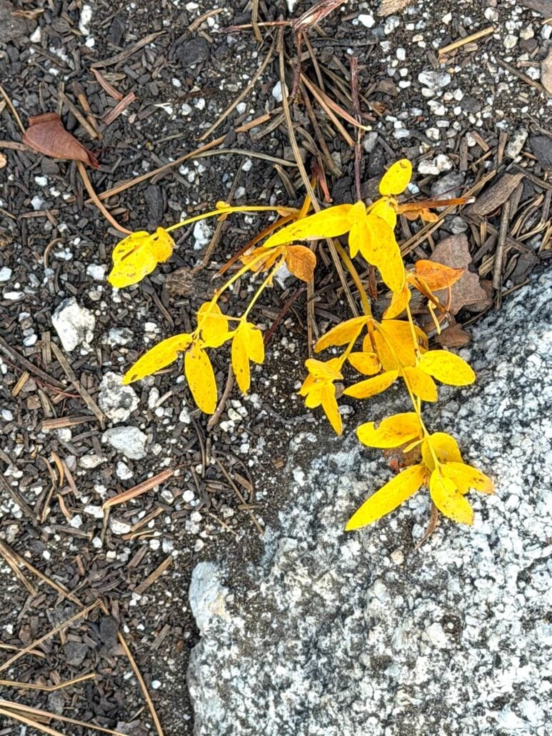 Image11