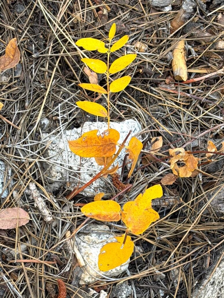 Image12