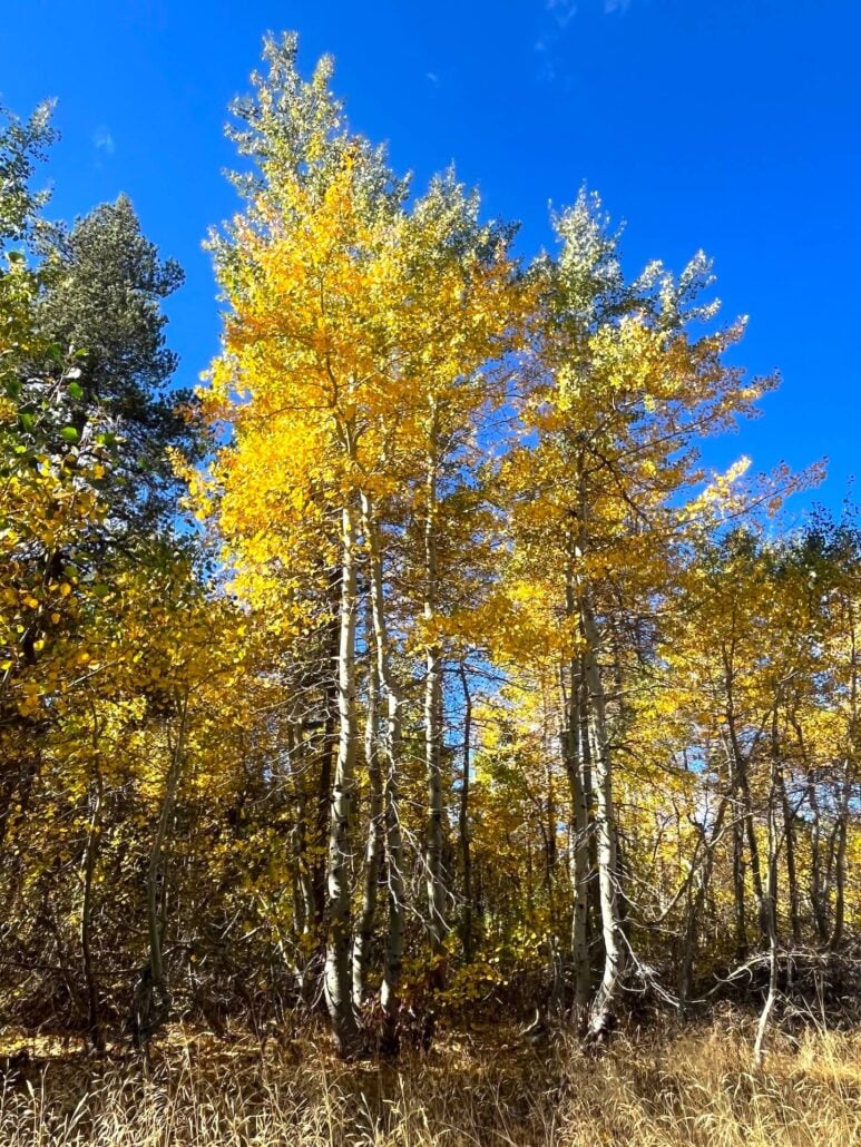 Image3