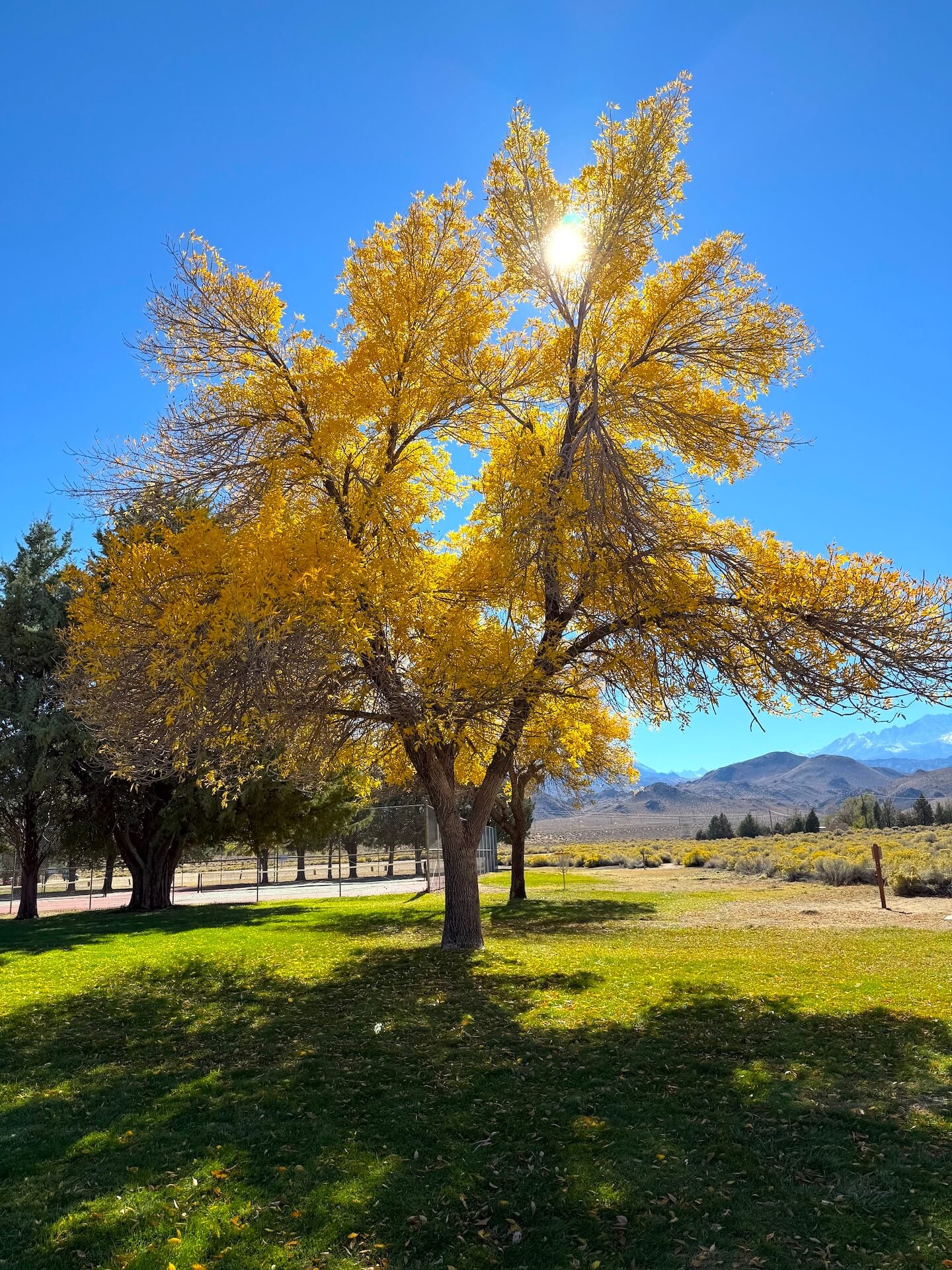 Collor Off Beauty Found in Bishop – California Fall Color