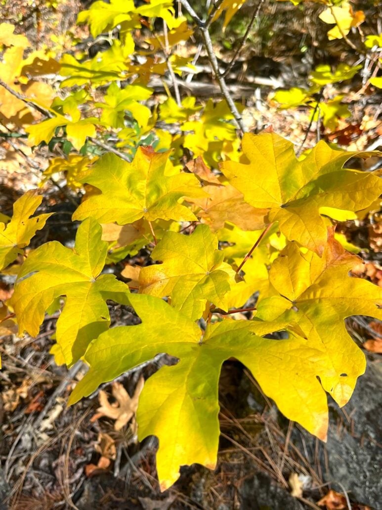 Image7