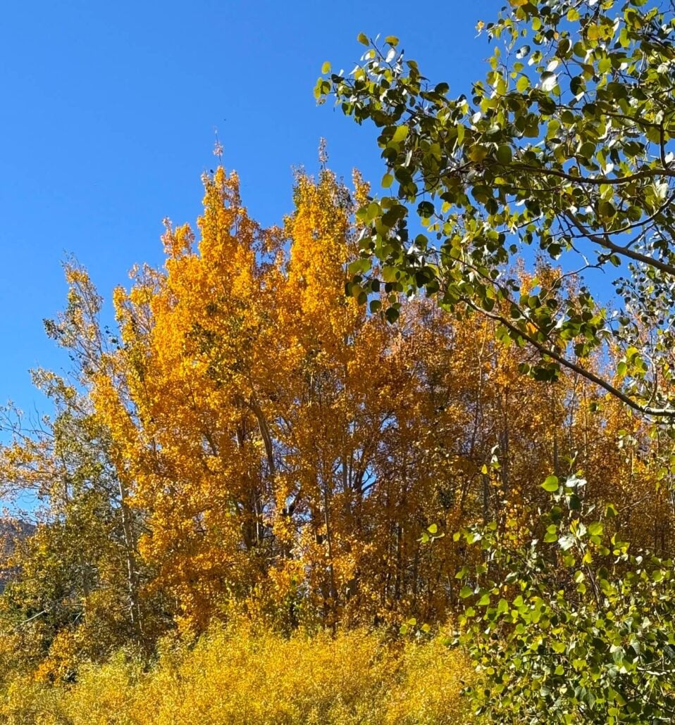 Image7