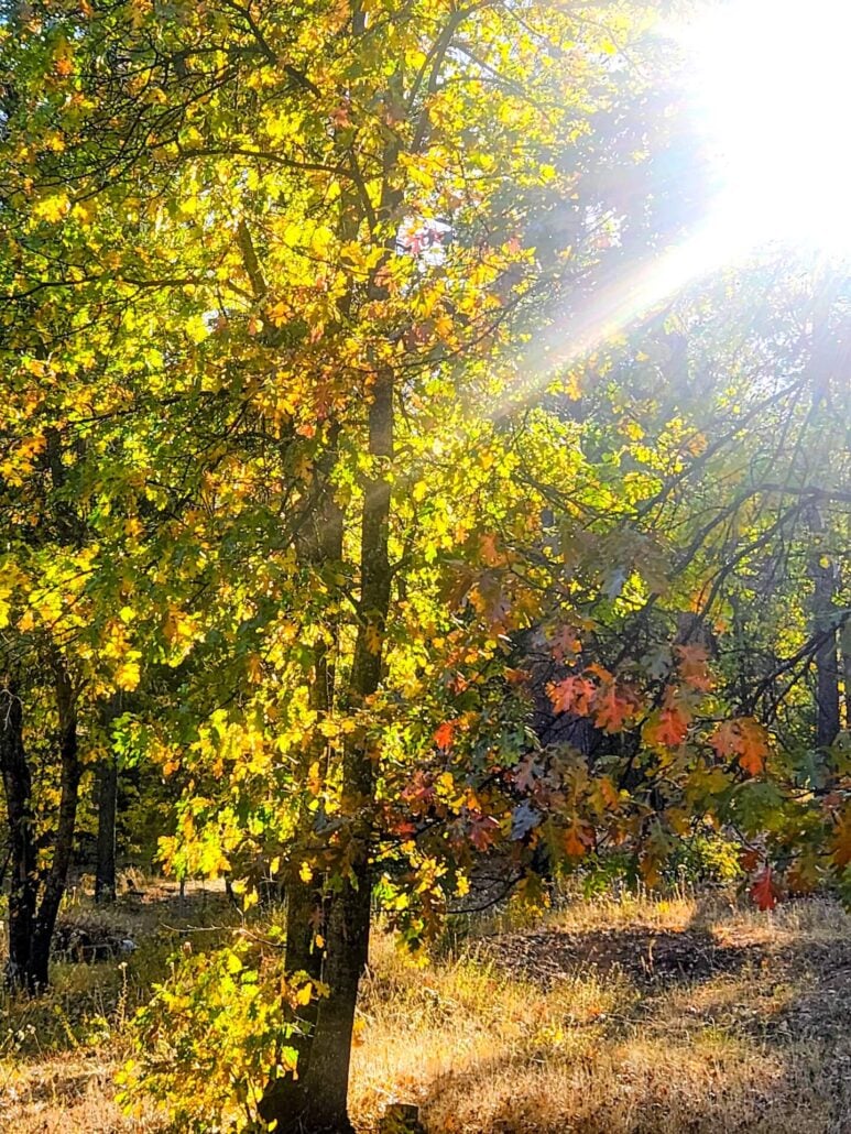 Red oak and golden oak Jeff T